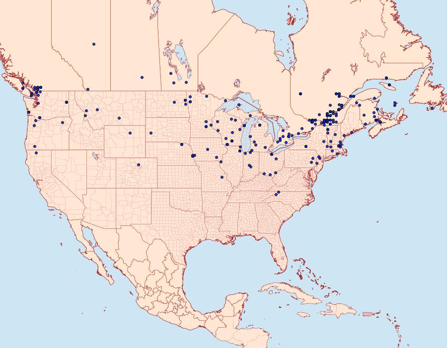 Distribution Data for Lateroligia ophiogramma